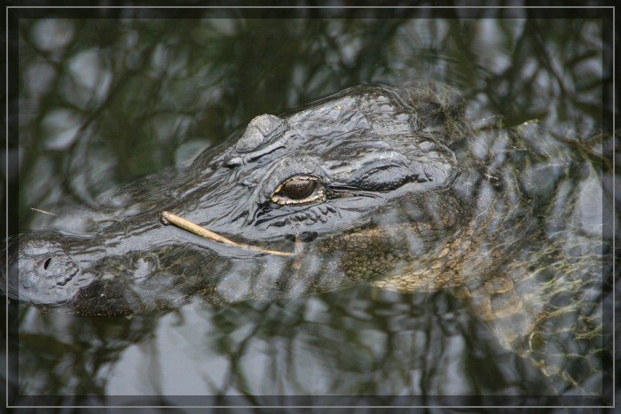 Gator County Tour