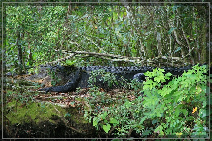 Gator County Tour