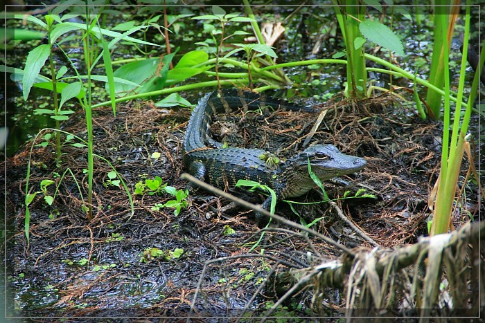 Gator County Tour