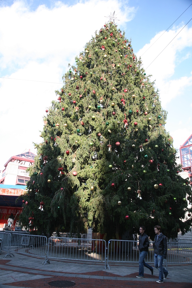 Weihnachtsbaum Boston