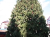 Weihnachtsbaum Boston