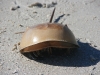 Ausserirdrische ?